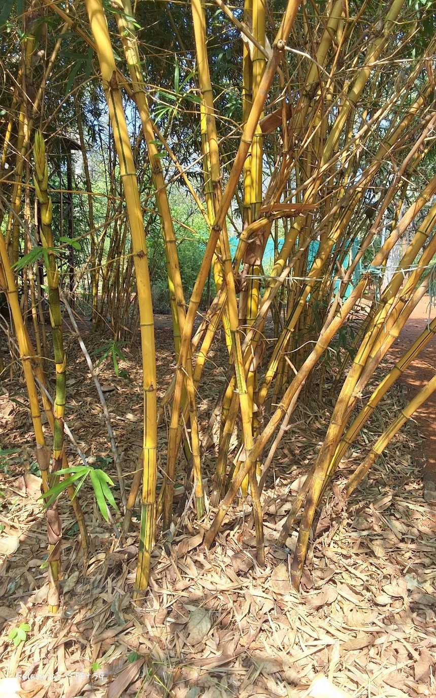 Bambusa vulgaris var. striata,