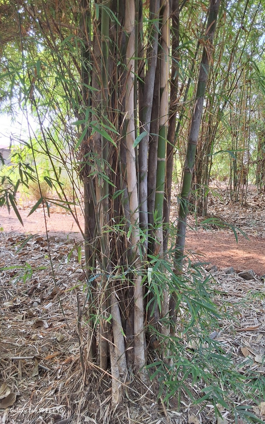 Thyrostachys olivery