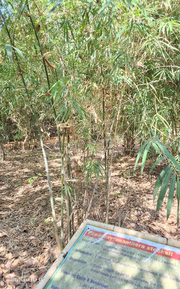 Pseudoxytenanthera stocksii