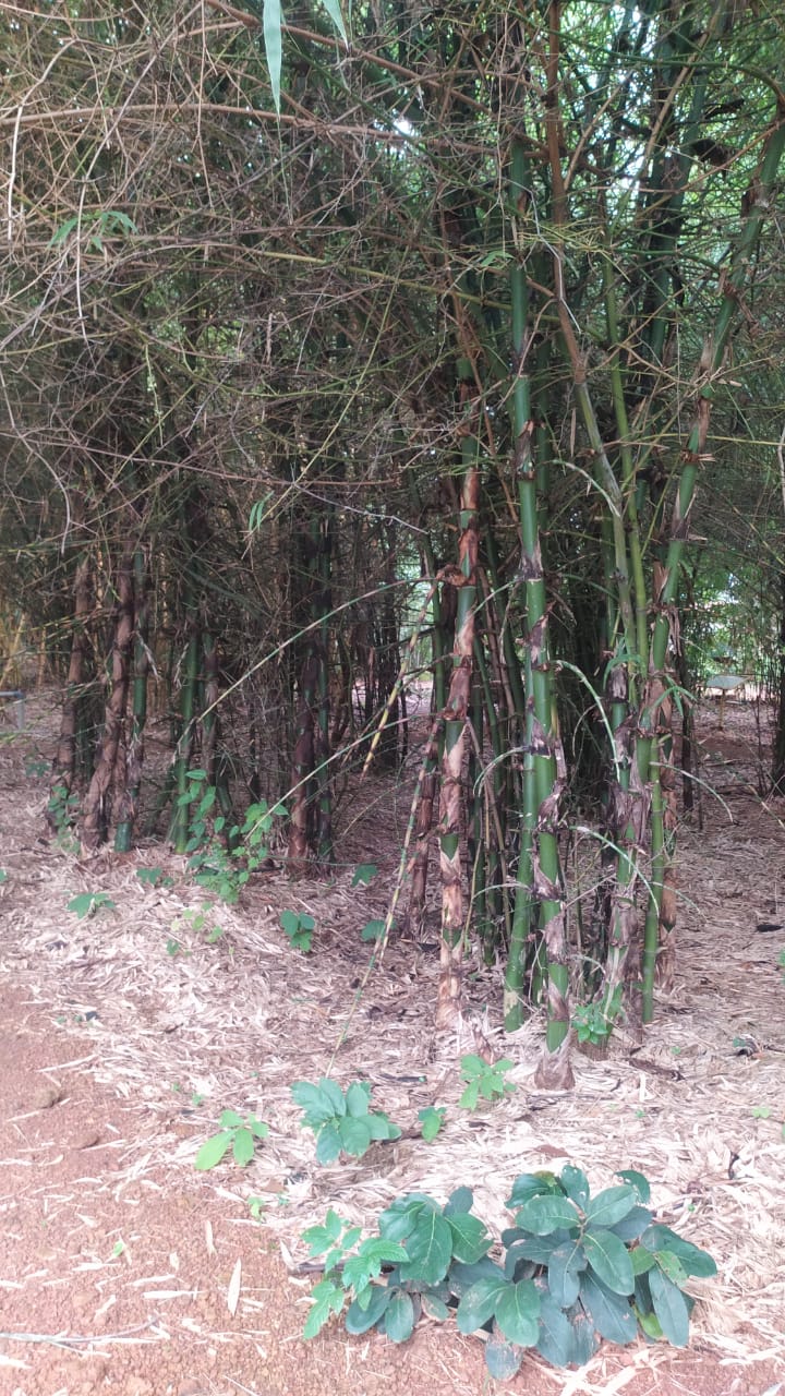 Bambusa bambos var. gigantea